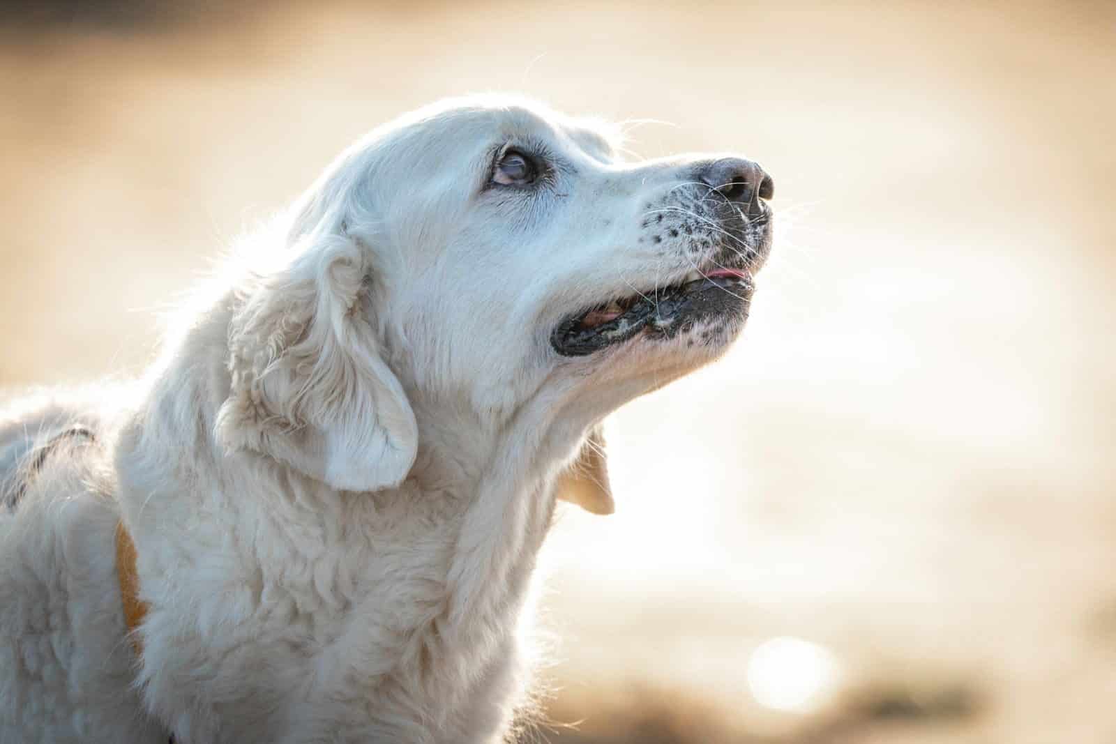 Photo by Lorenzo Manera senior dog care