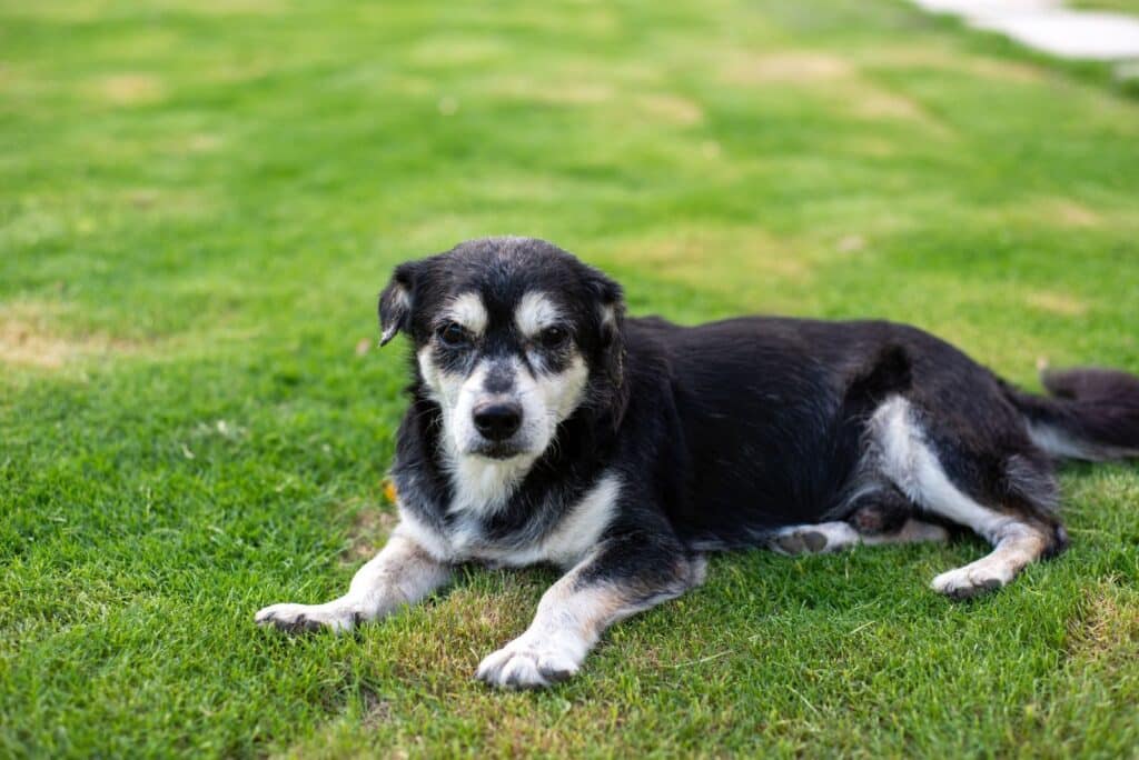 Senior Dog Care: How to Keep Your Aging Dog Comfortable, Active, and Happy 3 Elderly black and white dog resting outdoors on freshly cut grass.