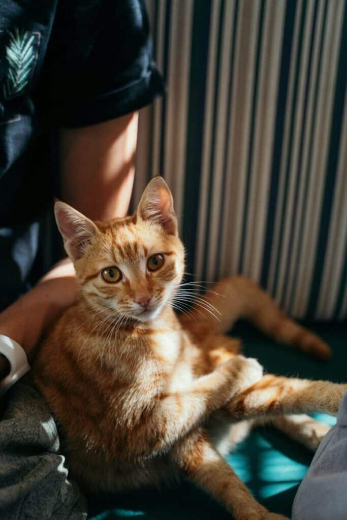 An orange tabby cat sitting on a person's lap in warm sunlight