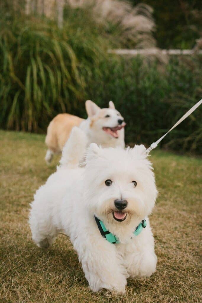 A white West Highland White Terrier running on grass with a corgi in the background