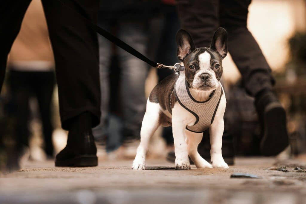 a small dog wearing a harness on a leash
