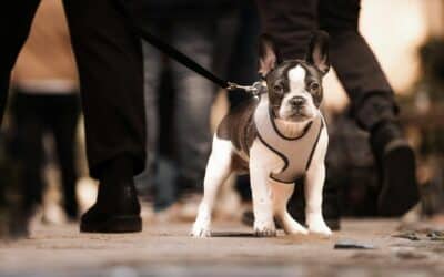 Puppy Walking Services: How Consistent Care Helps Your Puppy Develop Healthy Habits