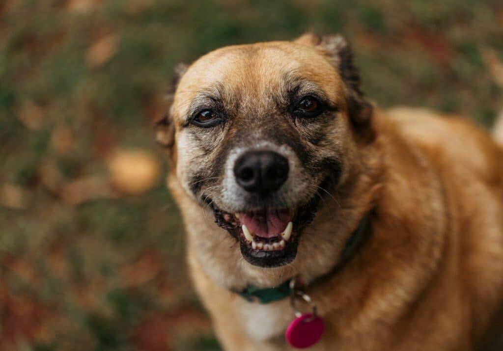 Senior Dog Care: How to Keep Your Aging Dog Comfortable, Active, and Happy 2 A happy dog with a collar and tag smiles