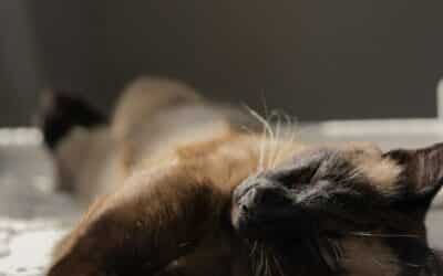 Why Choose Kate’s K9 for Cat Sitting Services in Alexandria, Virginia?