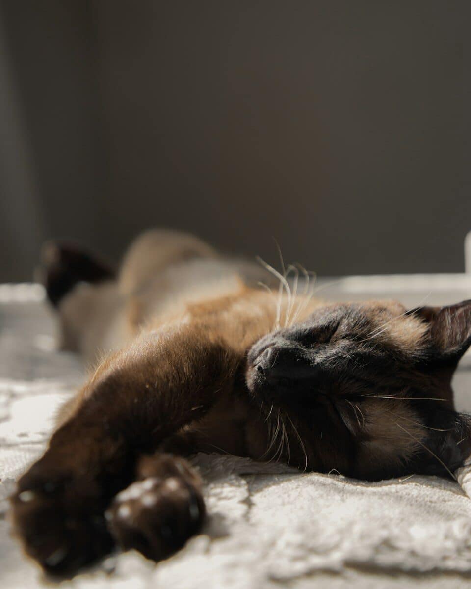 cat sitting services