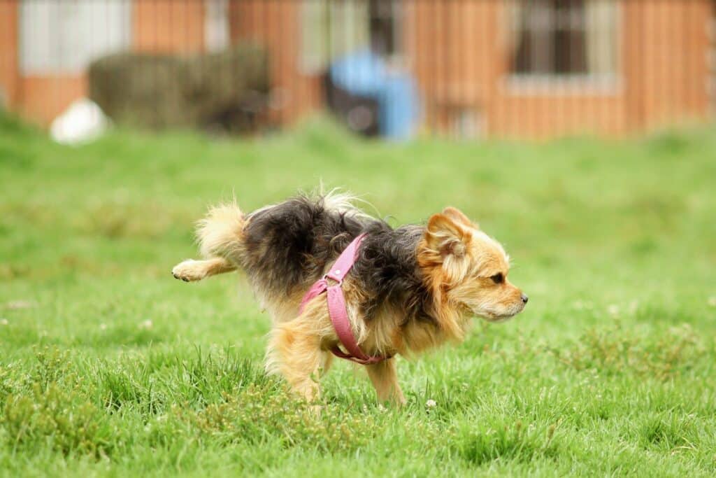 Dog Walking for Busy Professionals: How to Give Your Dog the Care They Need While You Work 1 a dog running in the grass
