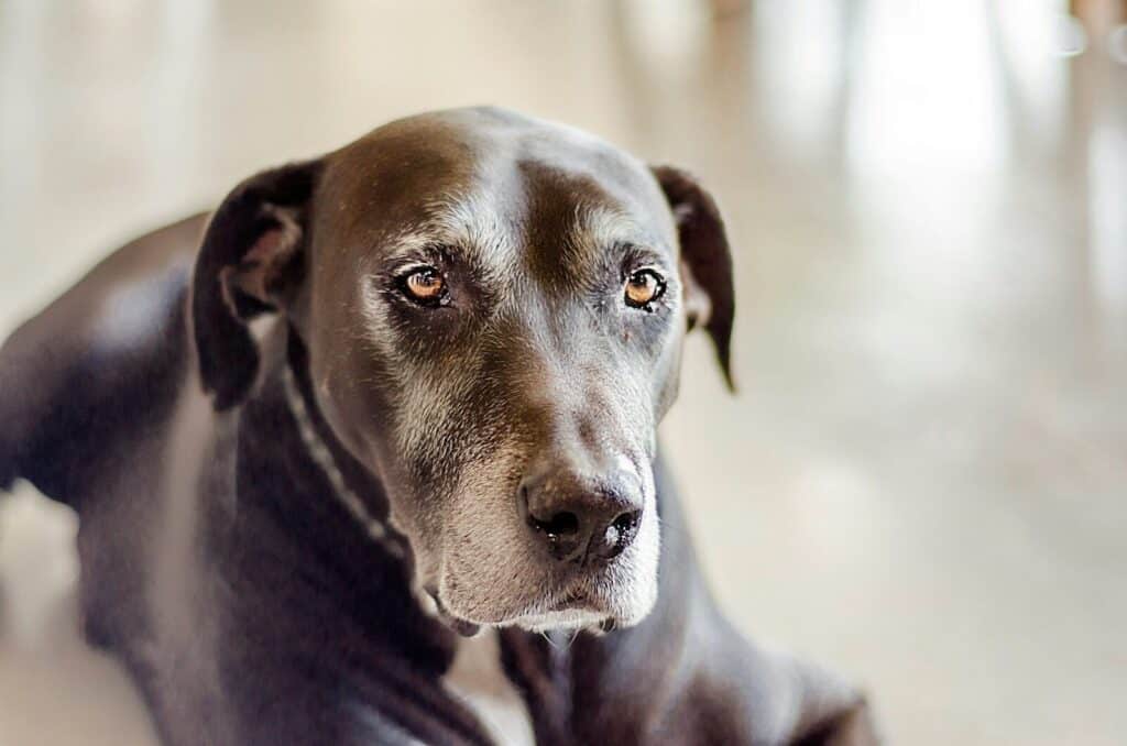 Senior Dog Care: How to Keep Your Aging Dog Comfortable, Active, and Happy 1 black short coat large dog