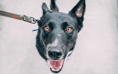 Dog Walking for Busy Professionals: How to Give Your Dog the Care They Need While You Work