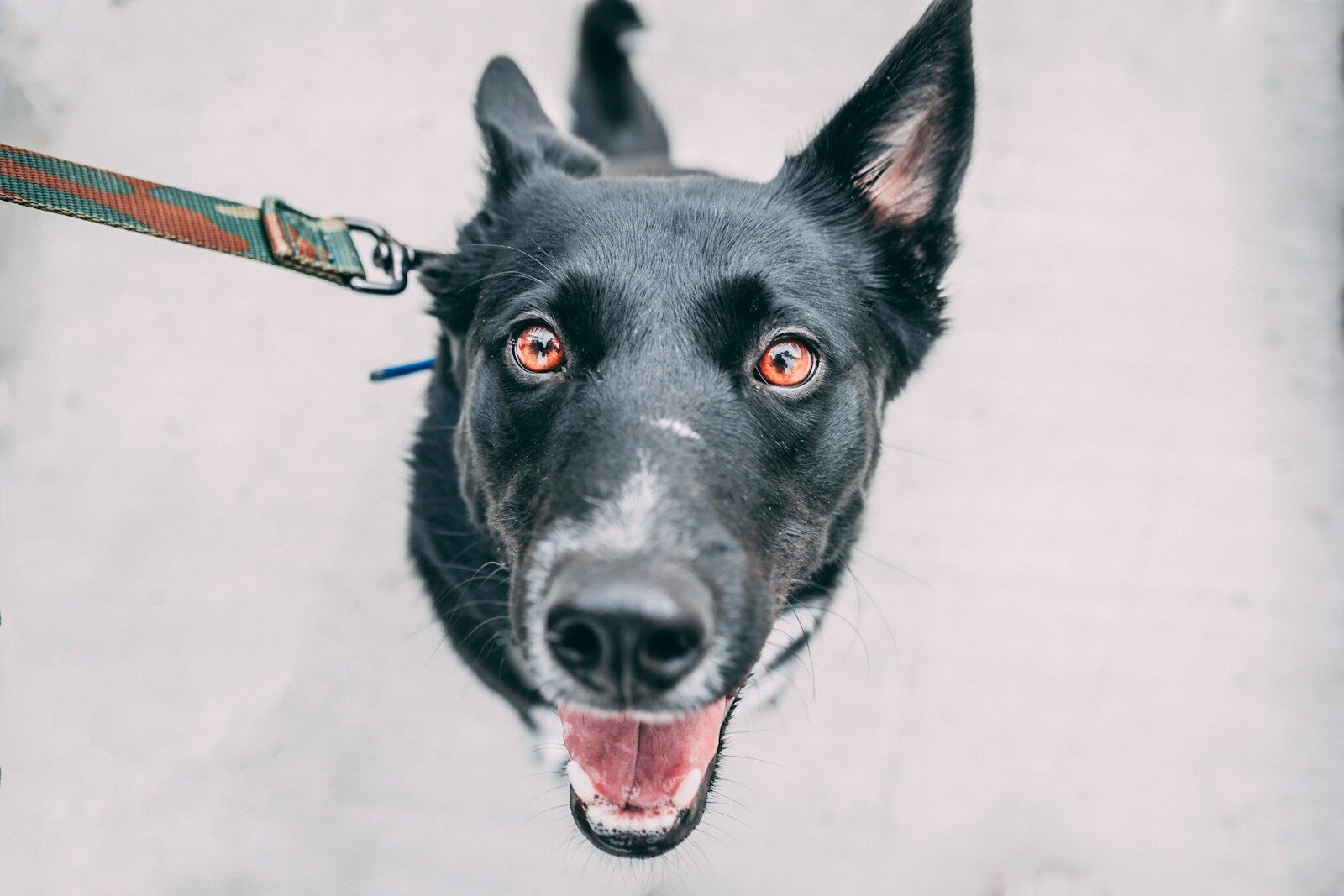 Photo by Tucker Good dog walking for busy professionals