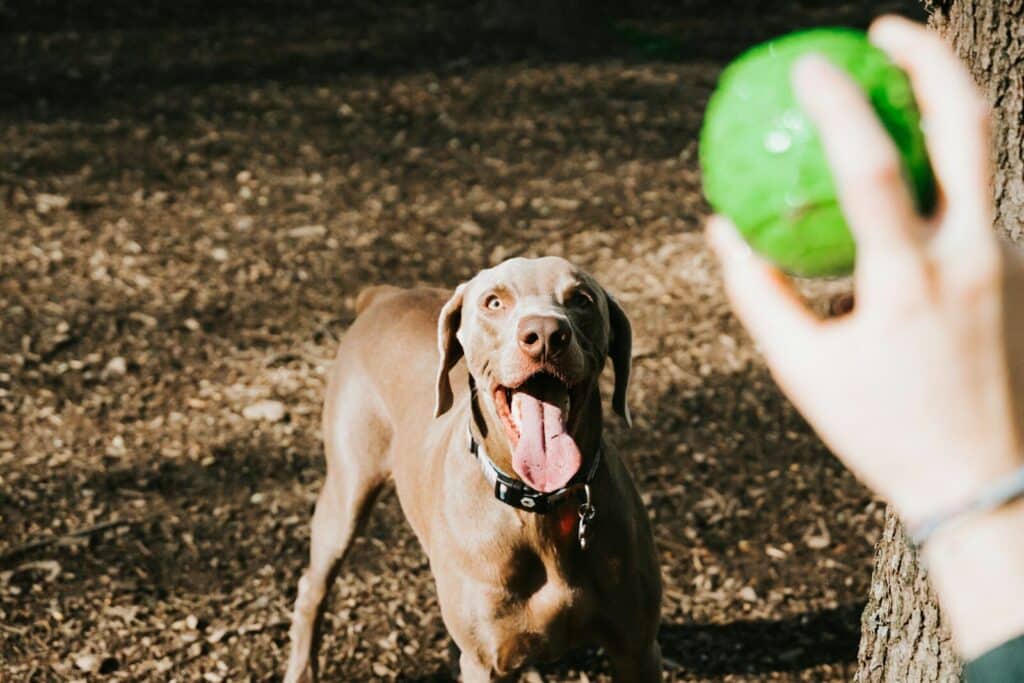 Dog Walking for Busy Professionals: How to Give Your Dog the Care They Need While You Work 2 brown short coated dog on brown soil during daytime