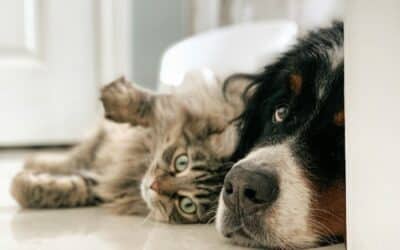 Vacation Pet Sitting: How to Prepare Your Pets for a Stress-Free Trip