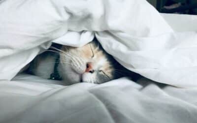 Dog Walker, Pet Sitter, Pet Taxi | Alexandria, Arlington, VA & Surrounding Areas 1 Almost Overnight Pet Sitting: The Benefits of Extended Evening Care for Your Pets
