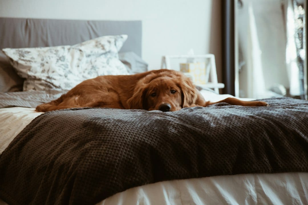 Why Staying Home Helps Anxious Pets