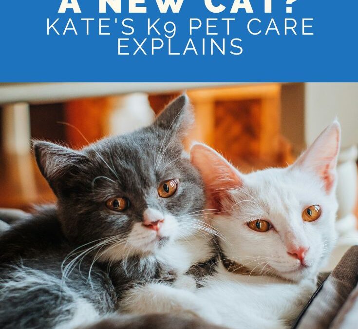 How To Introduce A New Cat In 5 Steps