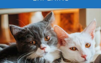 How To Introduce A New Cat In 5 Steps