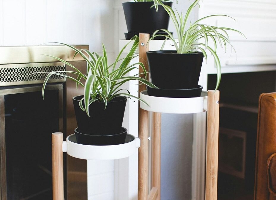 16 Popular Houseplants That Are SAFE For Dogs & Cats